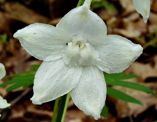{Delphinium tricorne}